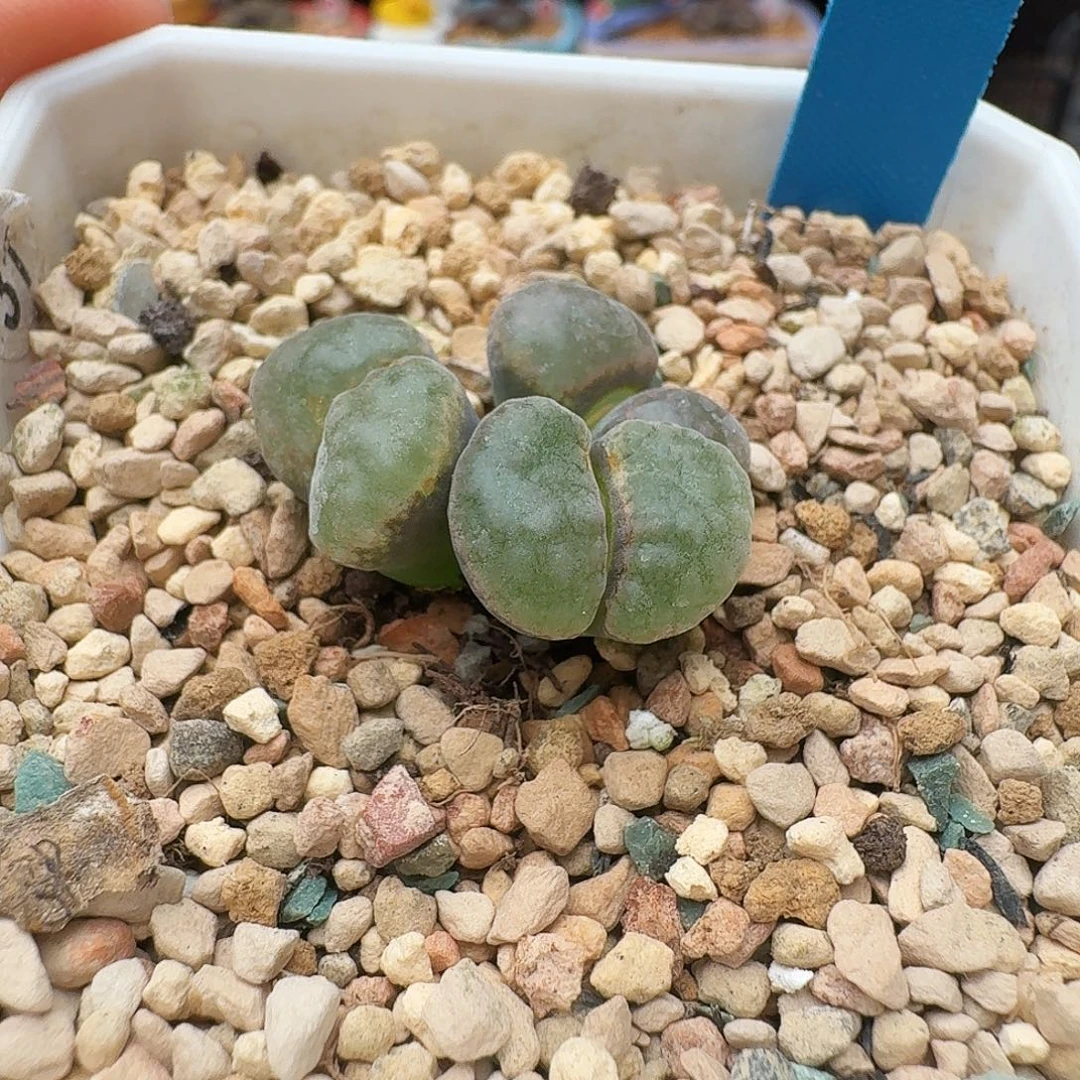 多肉植物福利风铃61
