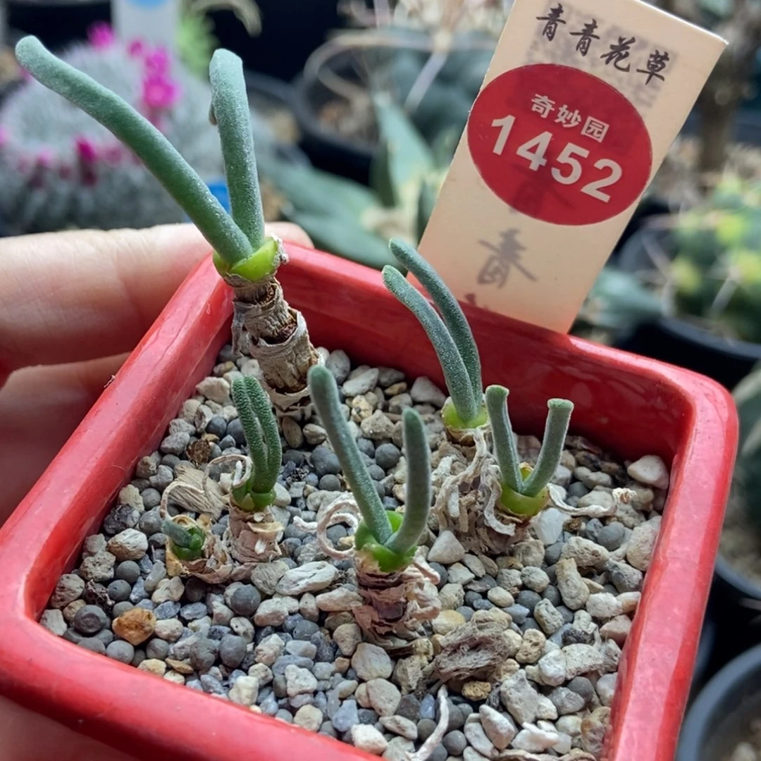 老桩碧岩玉环小兔子四颗