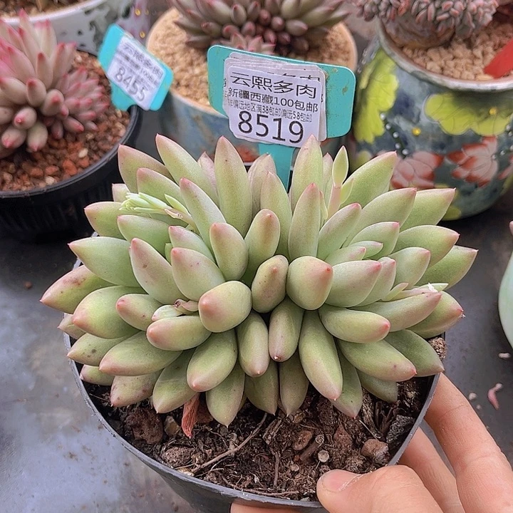 8519岩字美人。       