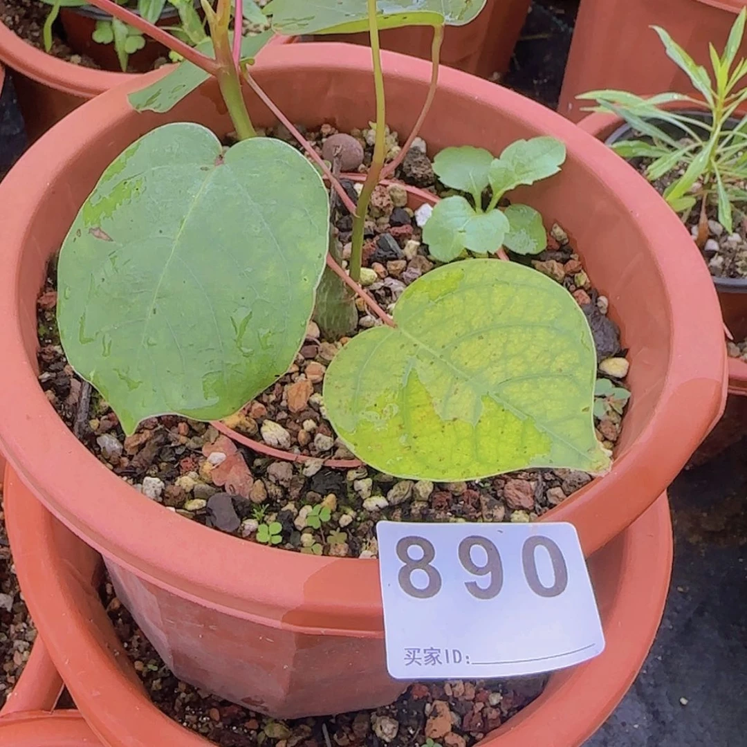 【闪购商品】东****5块根植物