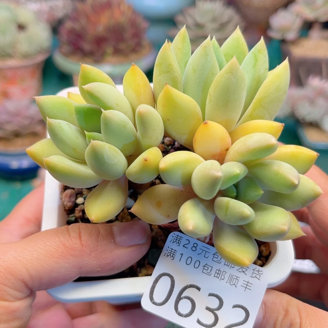 大0632:、xv c b b b n n