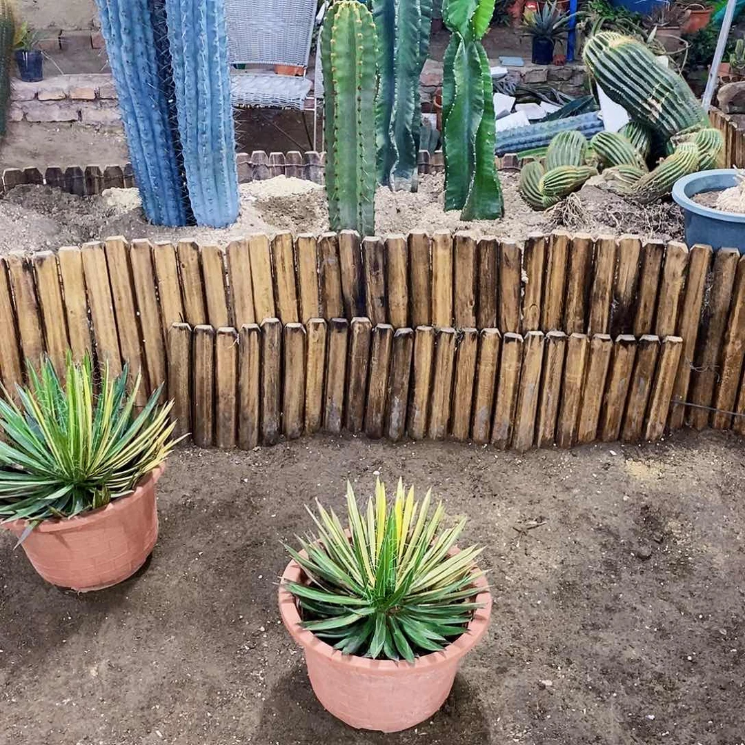 后*龙之白丝锦一颗111111