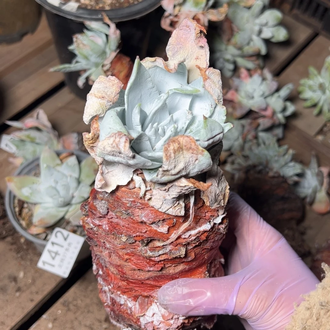 1413哈哈哈哈哈哈哈哈哈哈