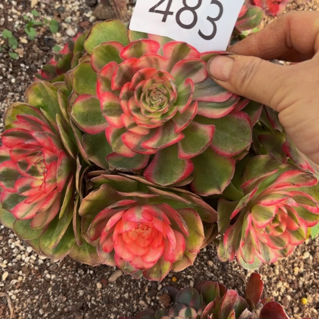 哈哈多肉葡萄福利来483