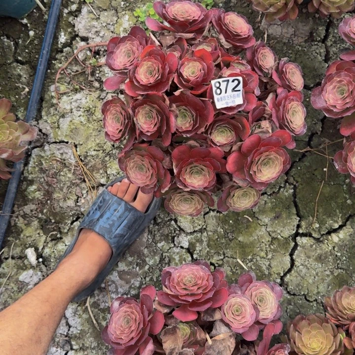 梅金花27-33包邮花花