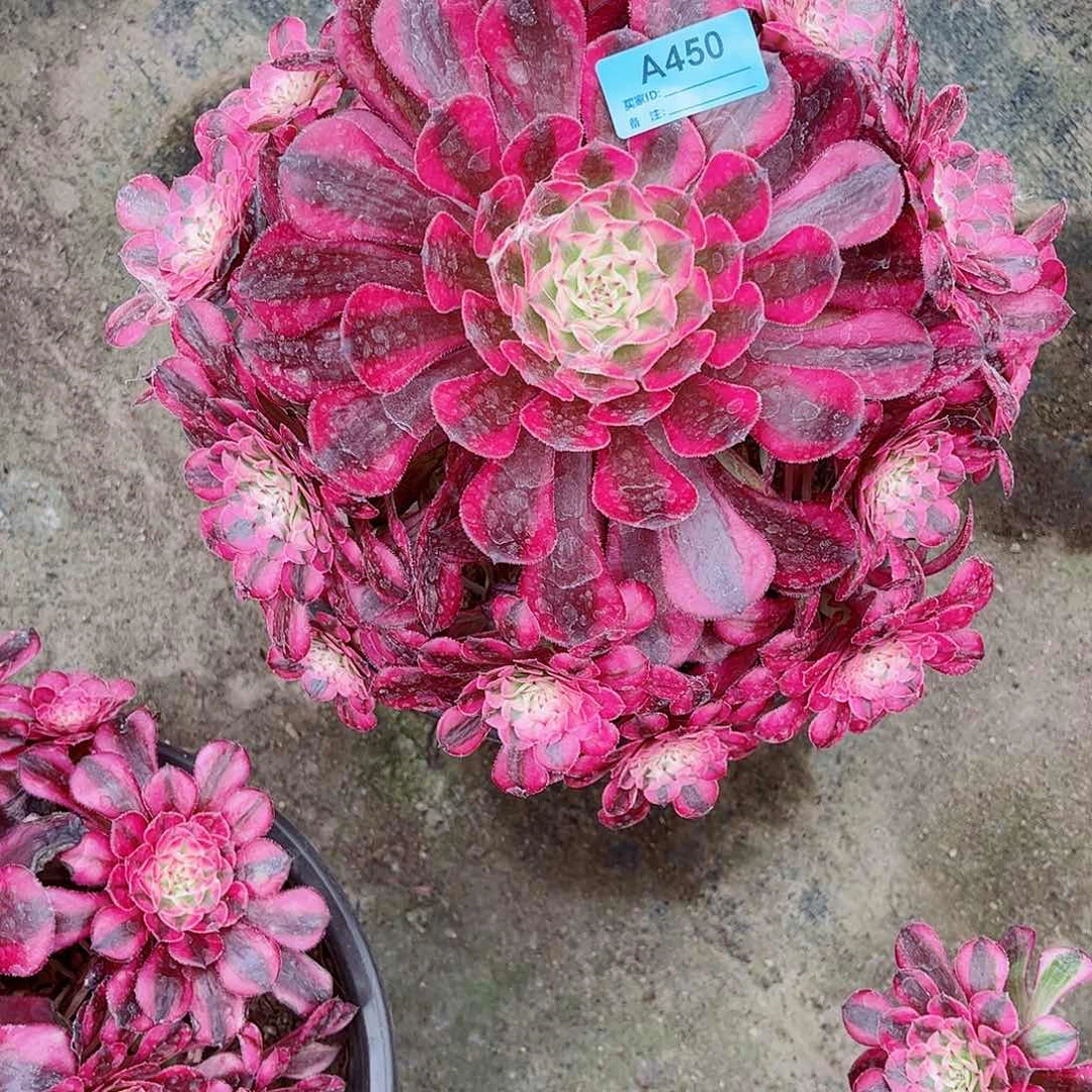 多肉植物红同450