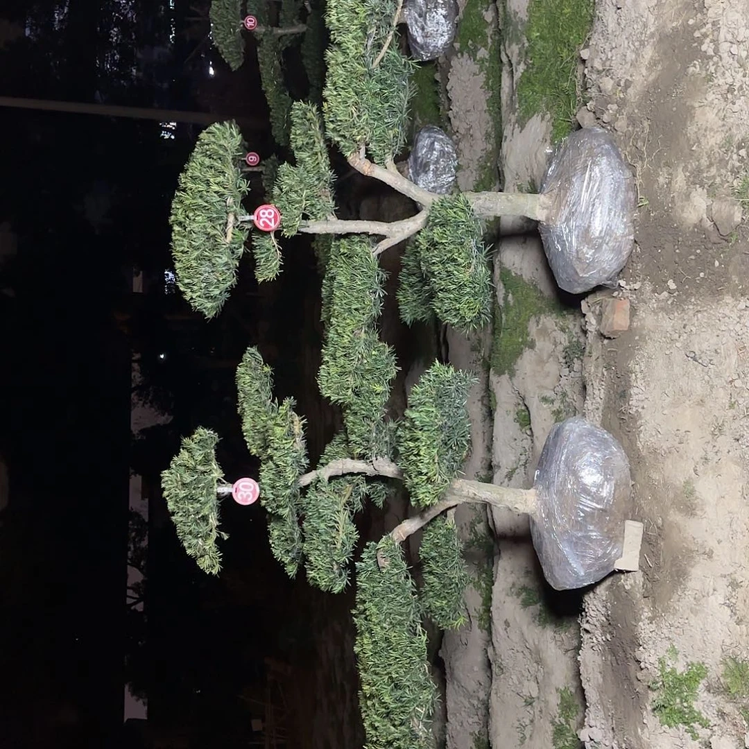 石***仔无花朵24566456667566777