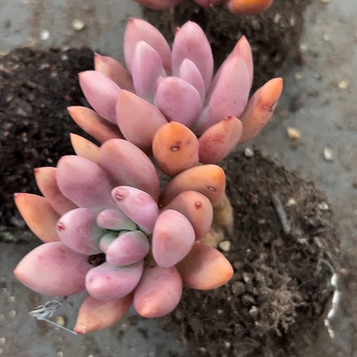 无花朵桃花源双头。