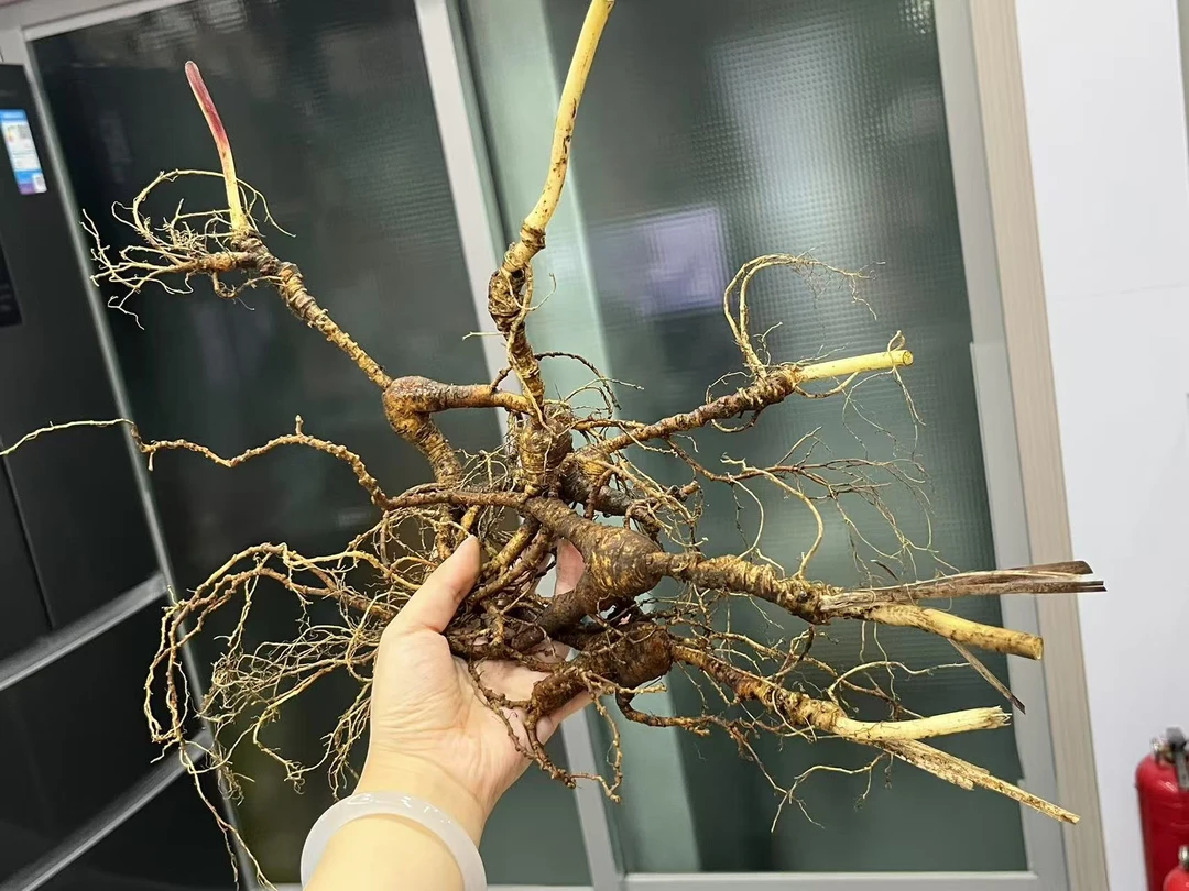 30年新鲜长白山 林下参 泡酒料 可煮水煲汤泡茶