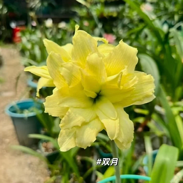 双月朱顶红种球当年开花球