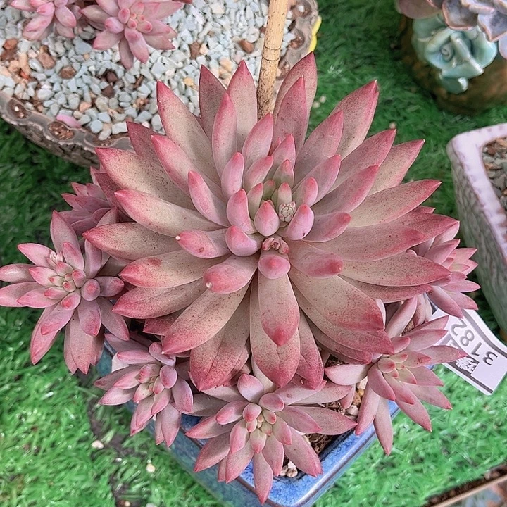 金鱼姬3182多肉植物