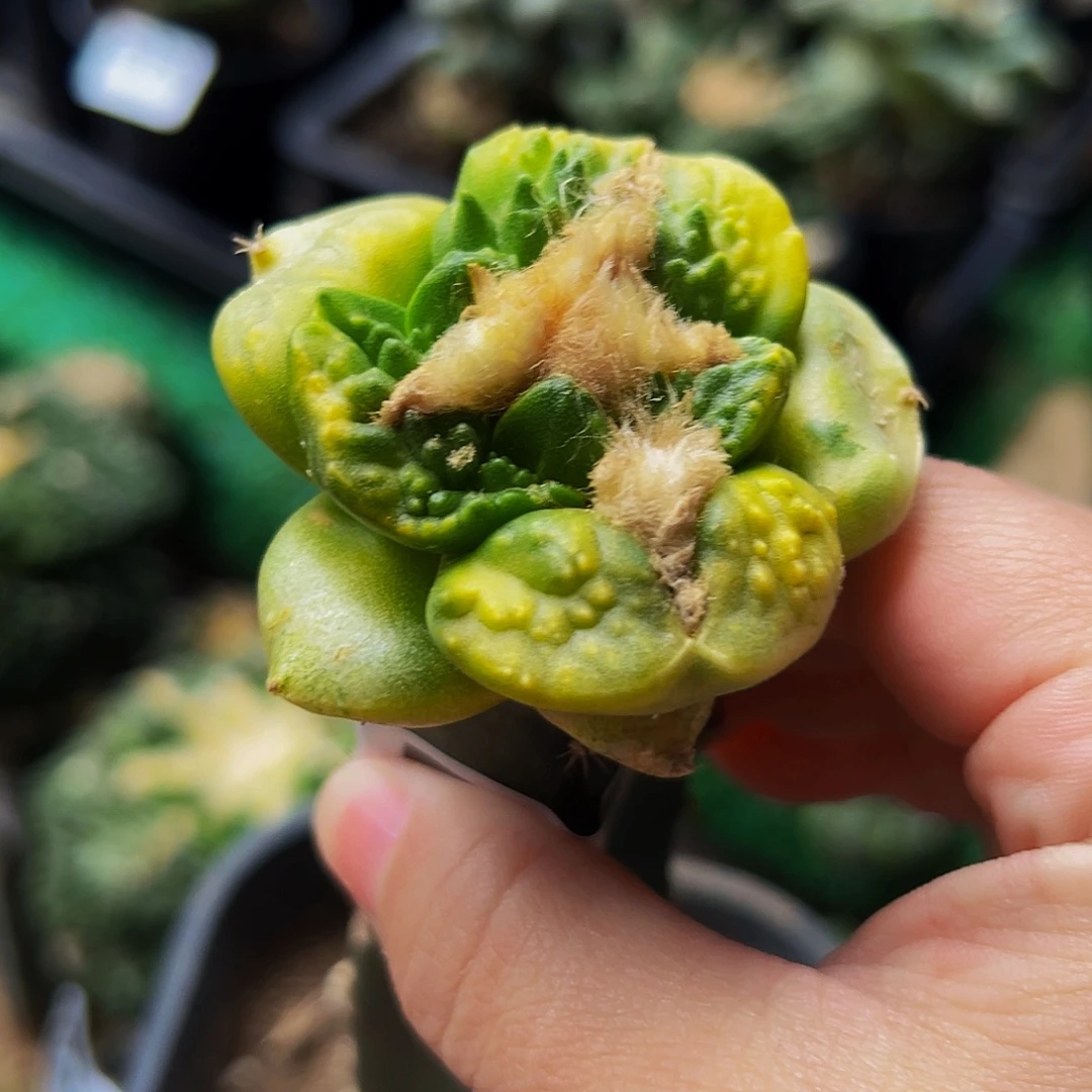 无花朵福利龟甲怒涛锦590