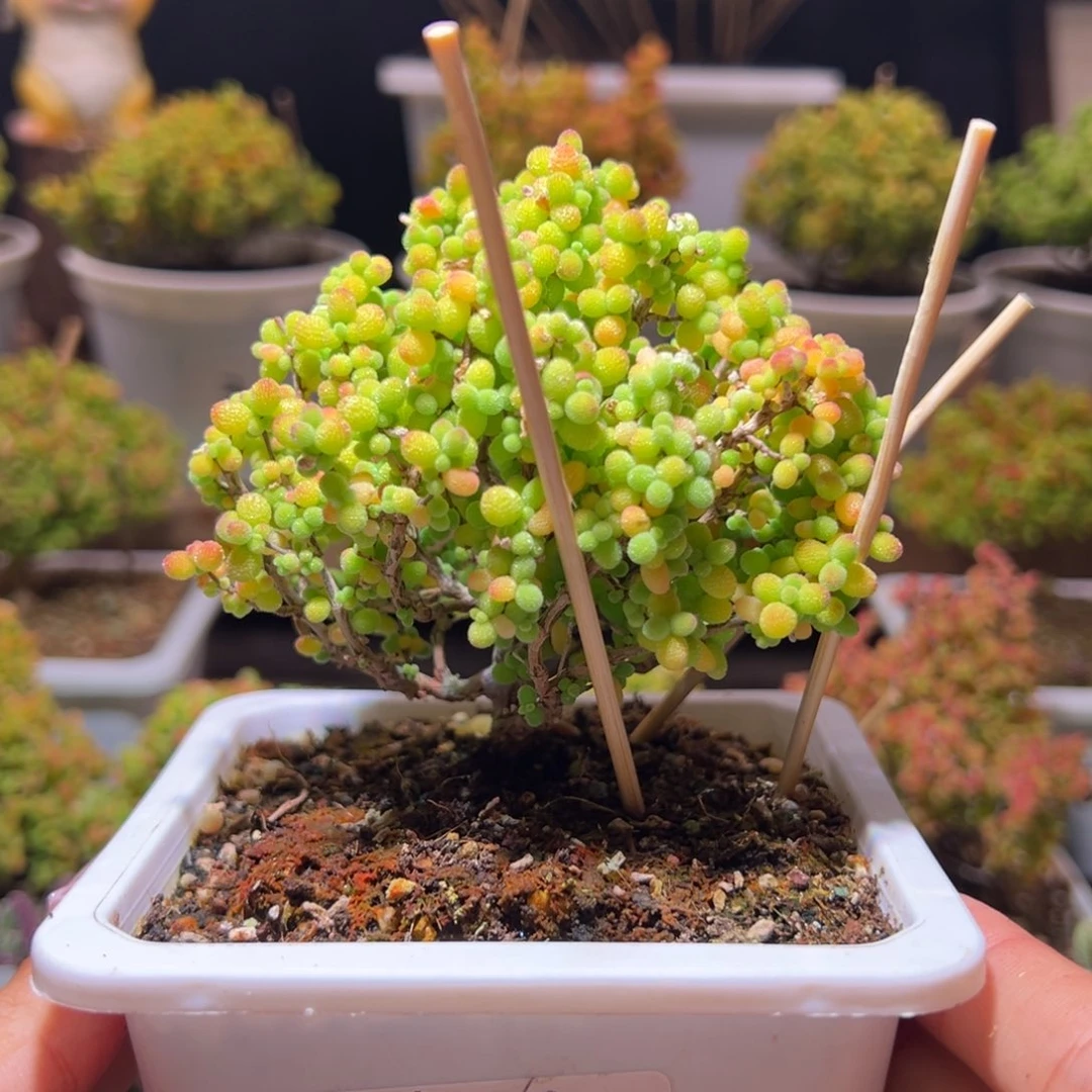 ๐***๐248金桔一物一拍带盆土发货