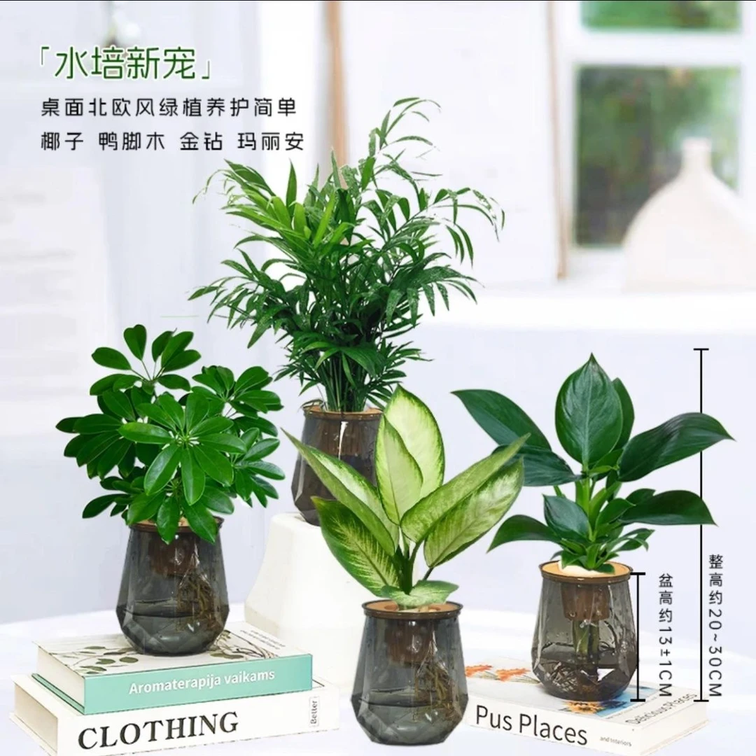 缓解疲惫植物办公室内新款盆栽富贵椰子鸭脚木玛丽安金钻好养水培