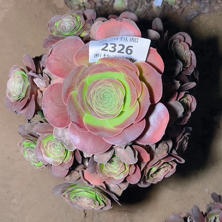 2326魅金玫瑰多肉植物