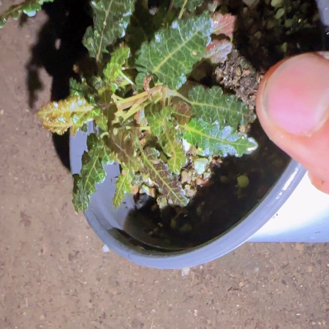 阿***德块根植物块根植物
