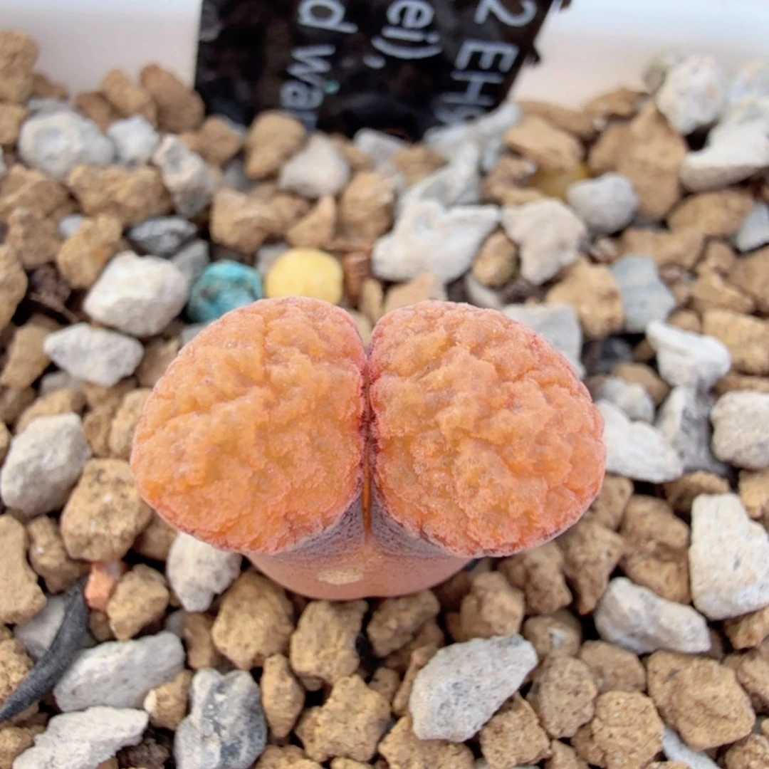 EH980 蛋糕 12-11-L39