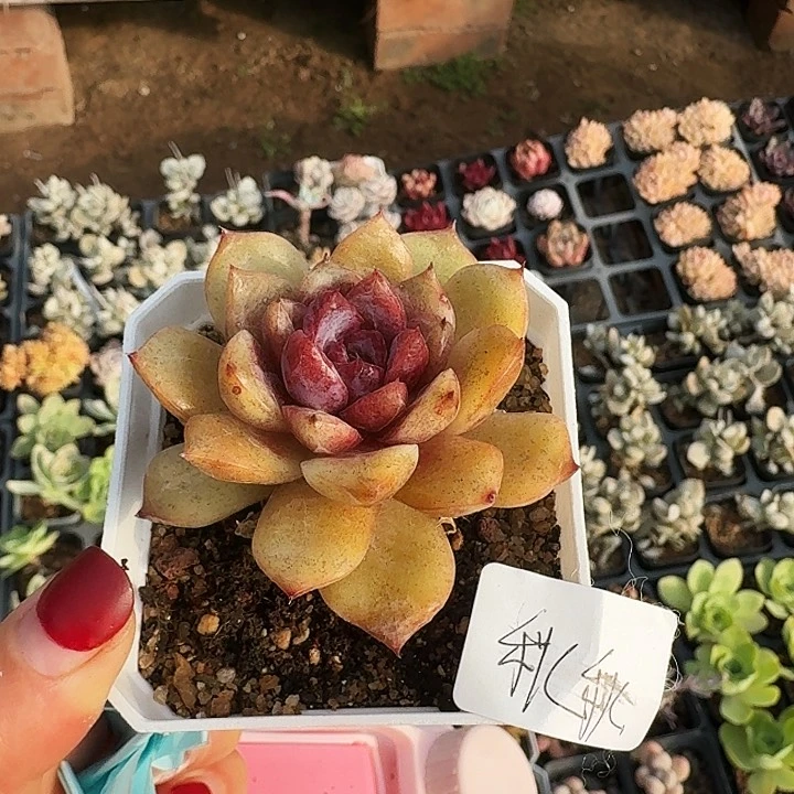 蜜**秋多肉植物满20包邮