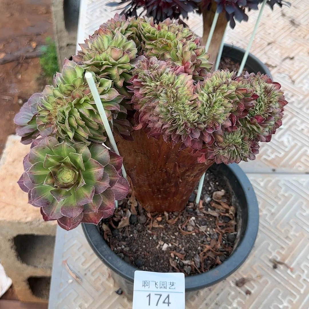 174多肉 抹茶缀福利