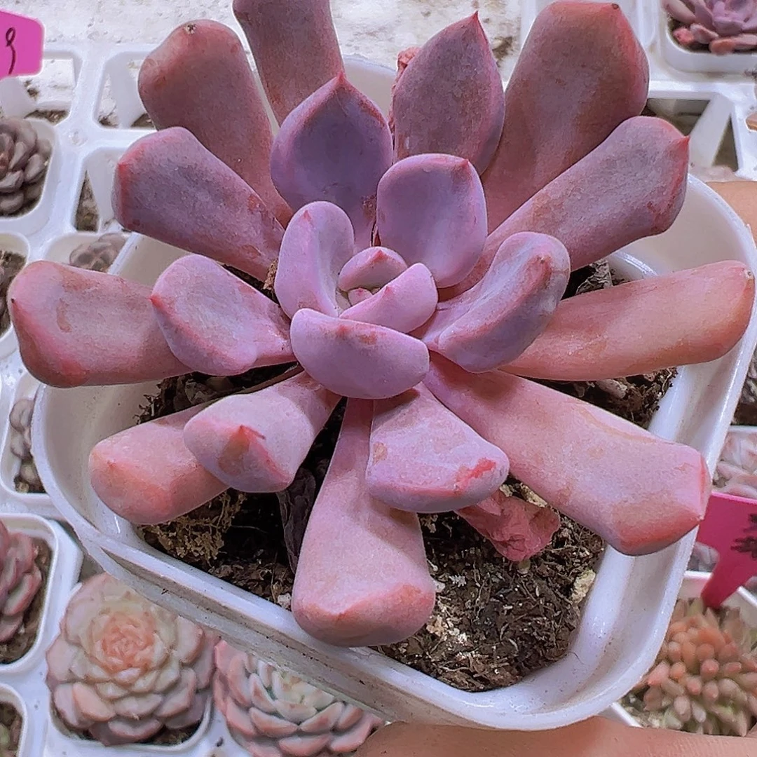 丘比特19包邮多肉植物