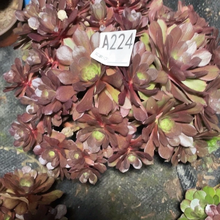 224万七彩法师3-8