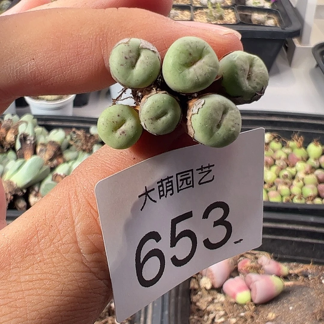 一物一拍。               653