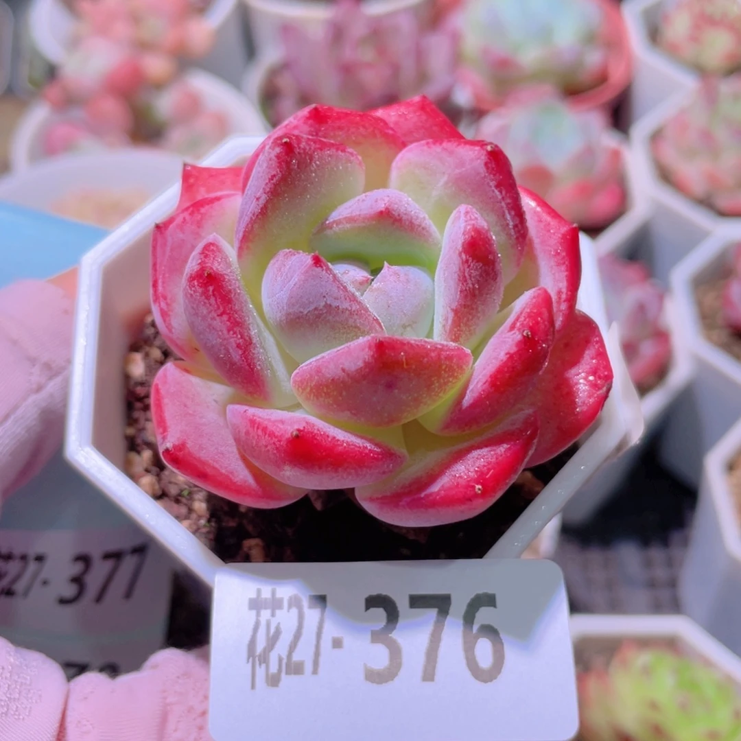 花利美27-376精选糖心