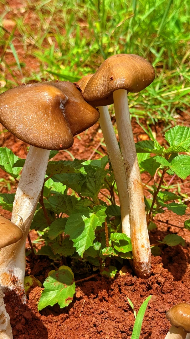 云南山野鸡枞菌子