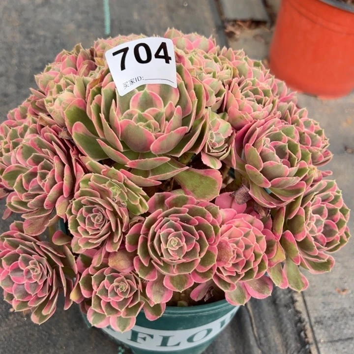 704妖月25厘米半木质