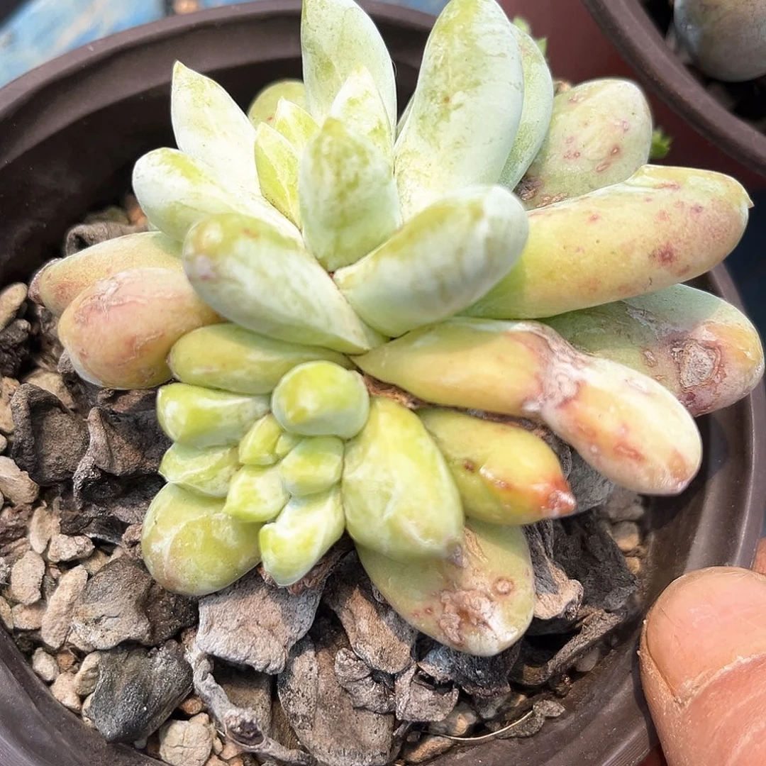 双头石化绿拇指带盆