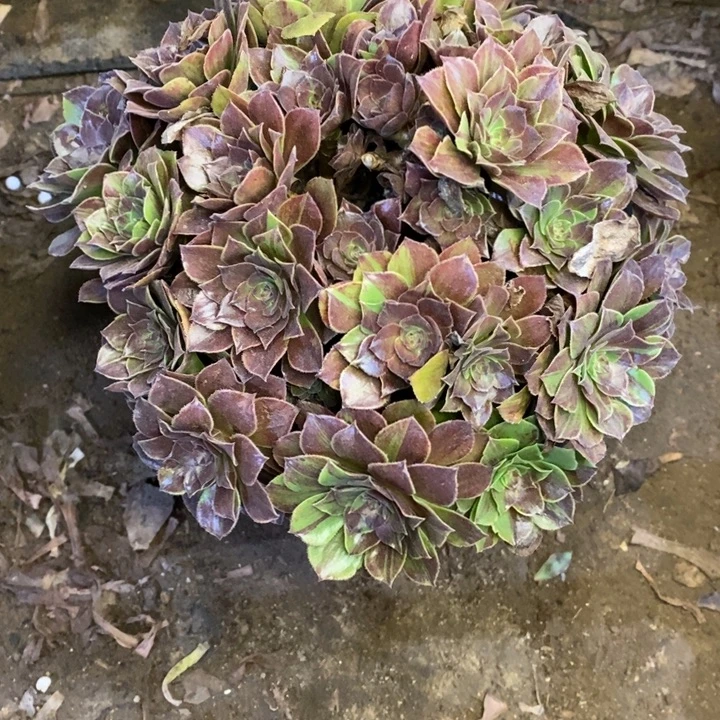 花月夜多肉断头不包312