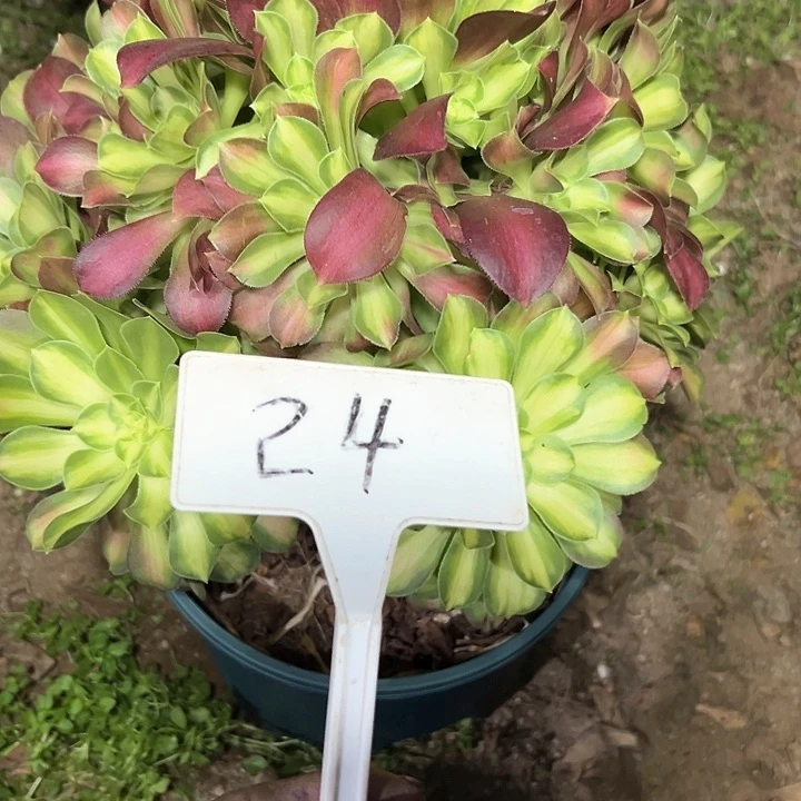 明*多肉植物绍花法师