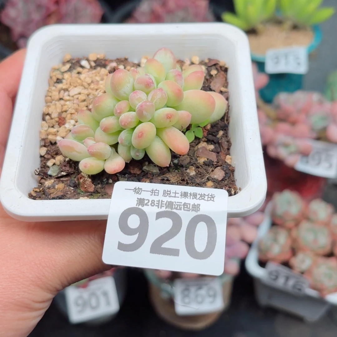 三日月美人缀化无盆土发货
