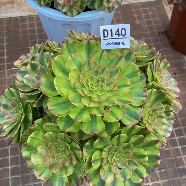 【闪购商品】140轮回多肉