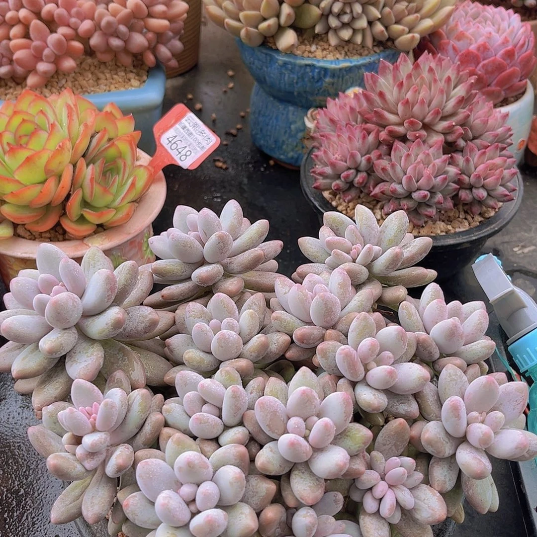 4674粉色恋人多肉植物