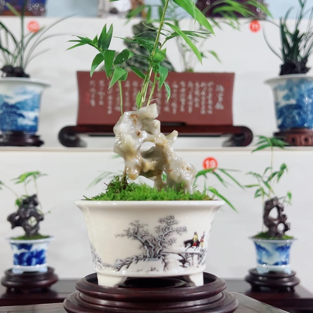 无花朵盆景，凤尾竹，玲珑石