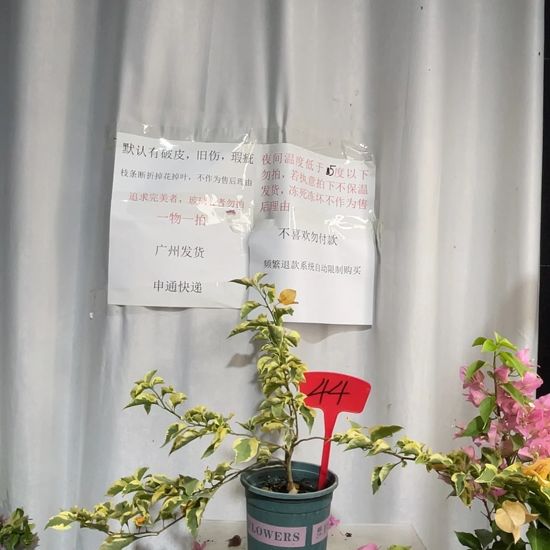 当前无花栽培后可以开花4三角洲牙签苗
