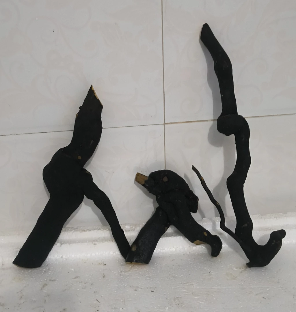 灌木金弹子瓶兰花乌柿老鸭柿盆栽盆景素材