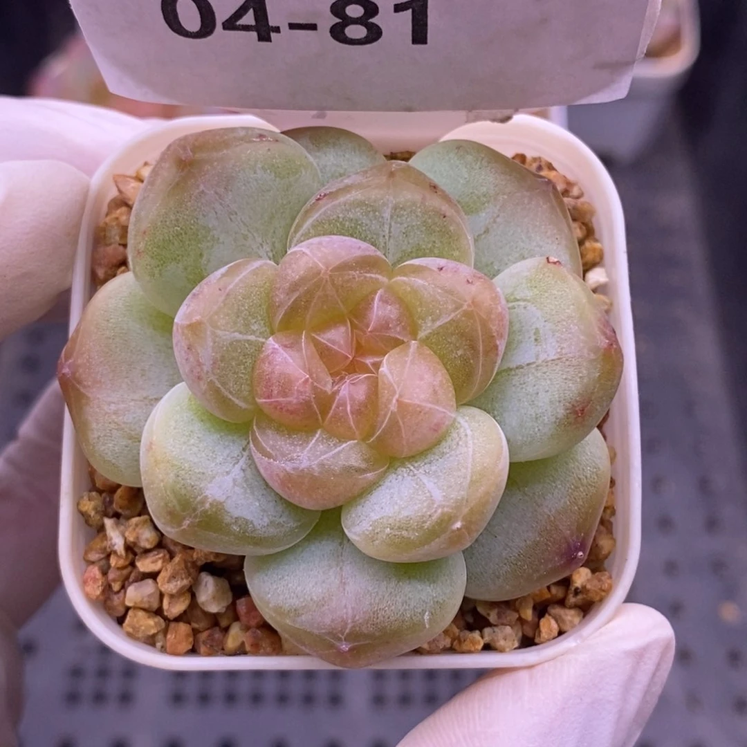 【闪购商品】04-81