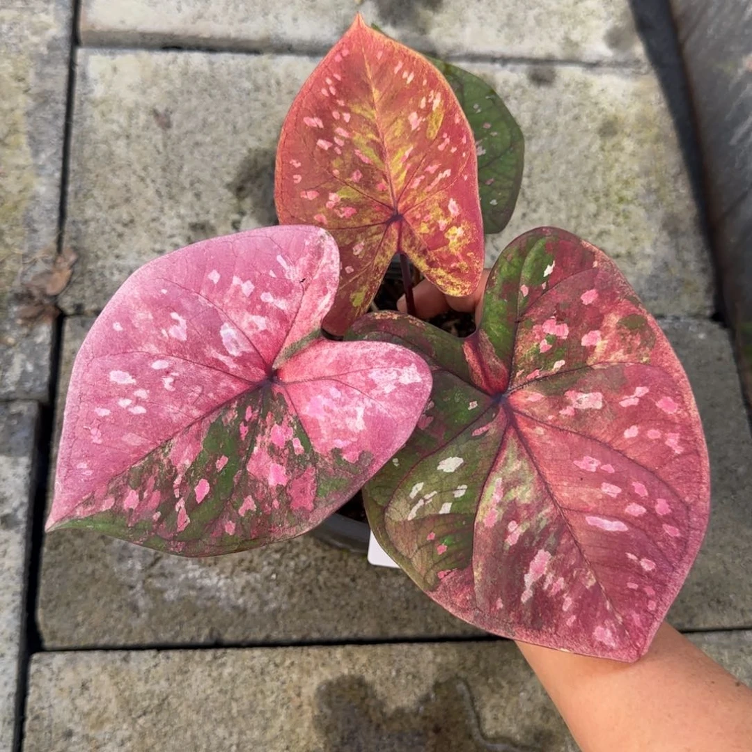 阿*泰国彩叶芋107-1105