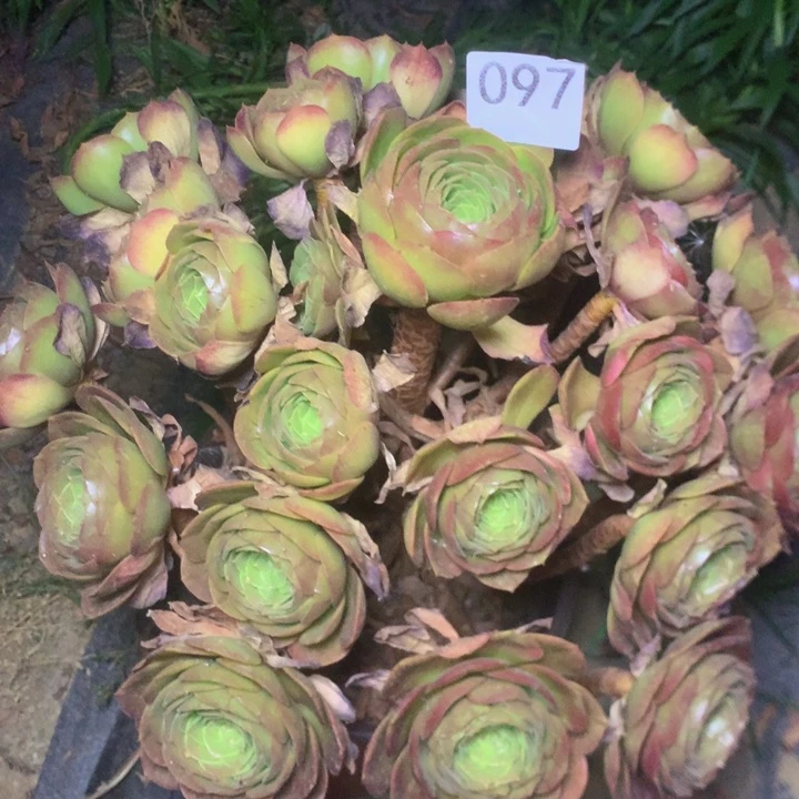 097万圣节多肉肉植物