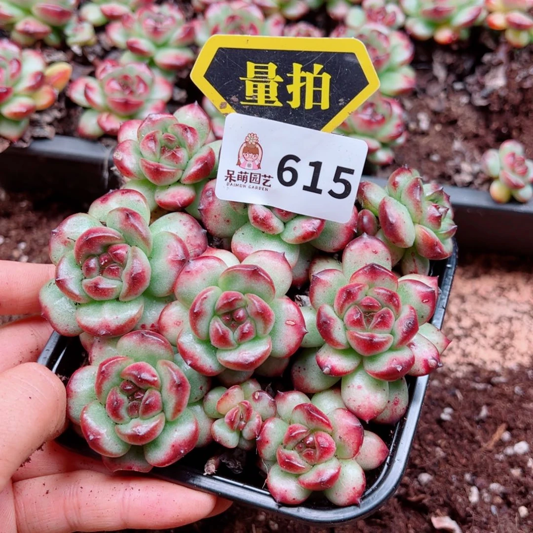 多肉植物多肉植物
