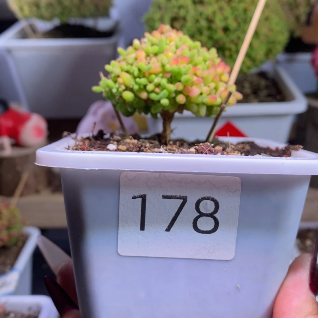 蜜橘带盆土发货一物一拍