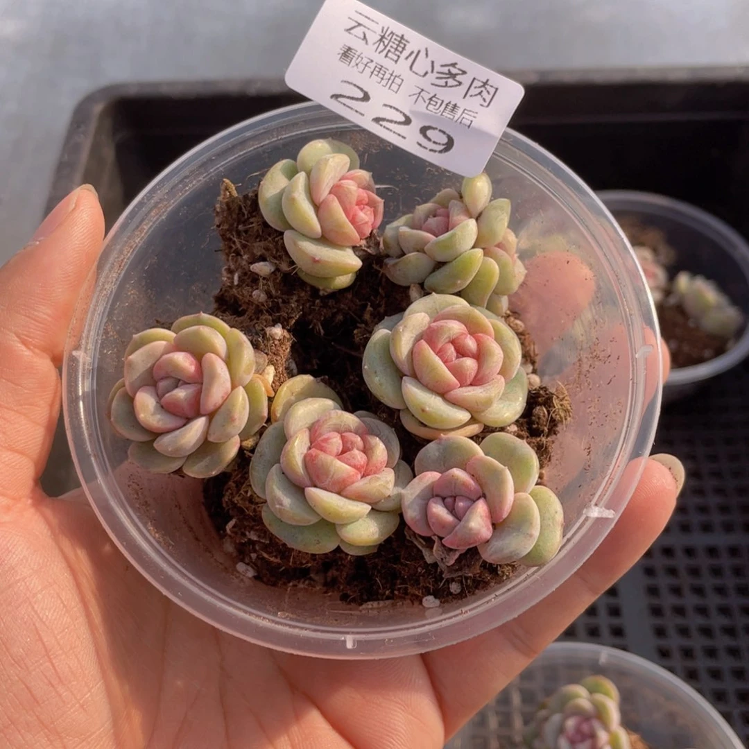 云糖心多肉植物229