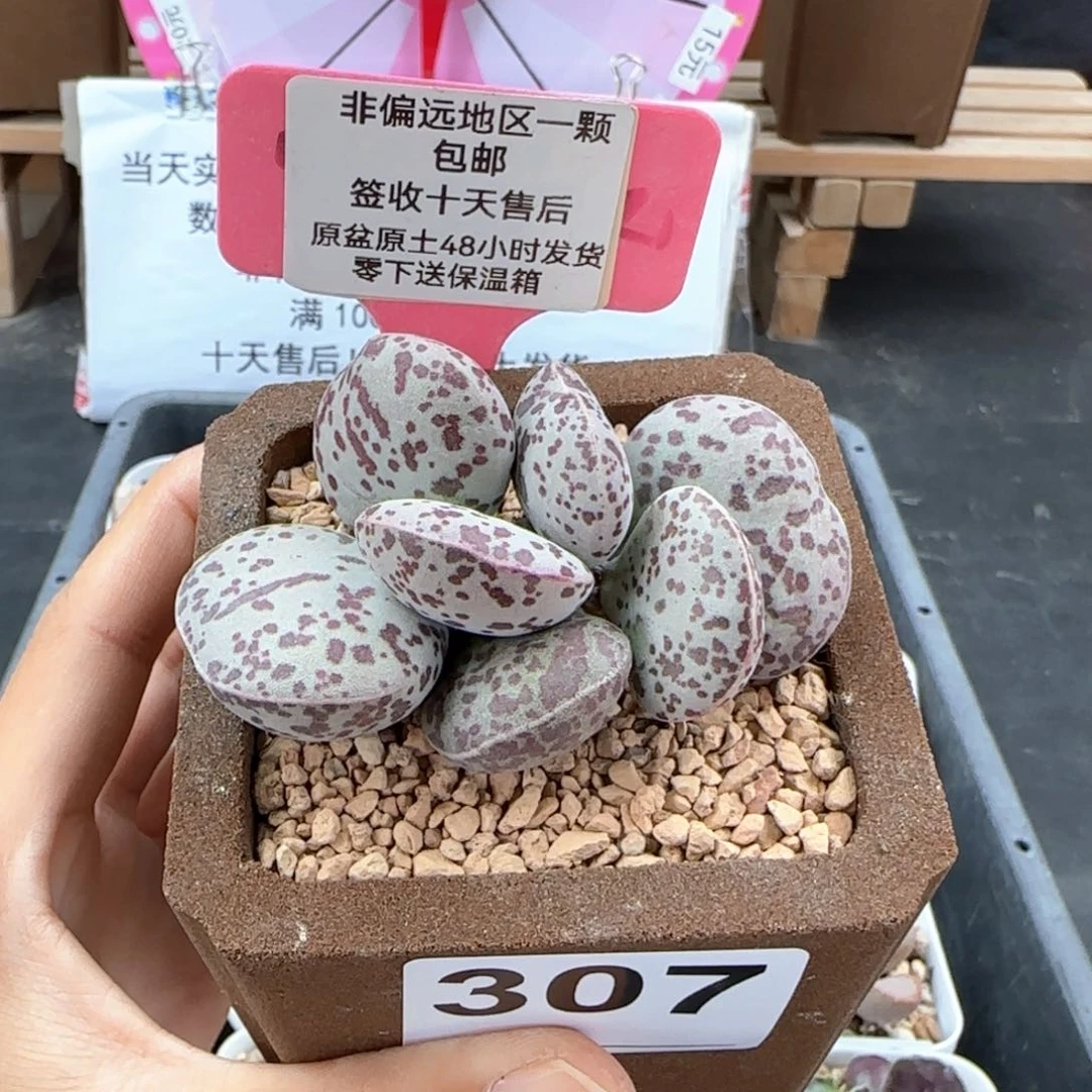 樂**?307巨型花旦多肉