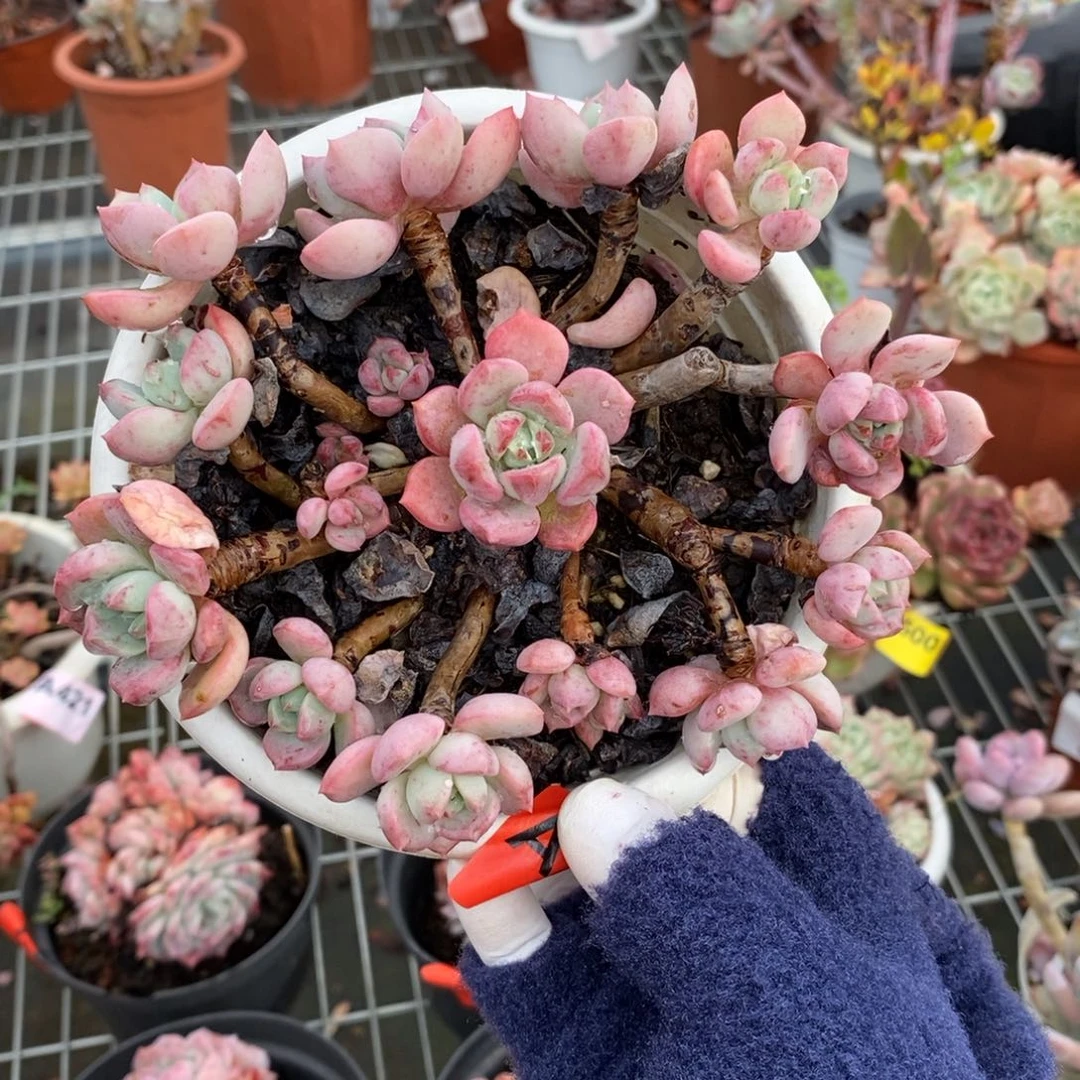 姜***️237蜜桃格林一物一拍