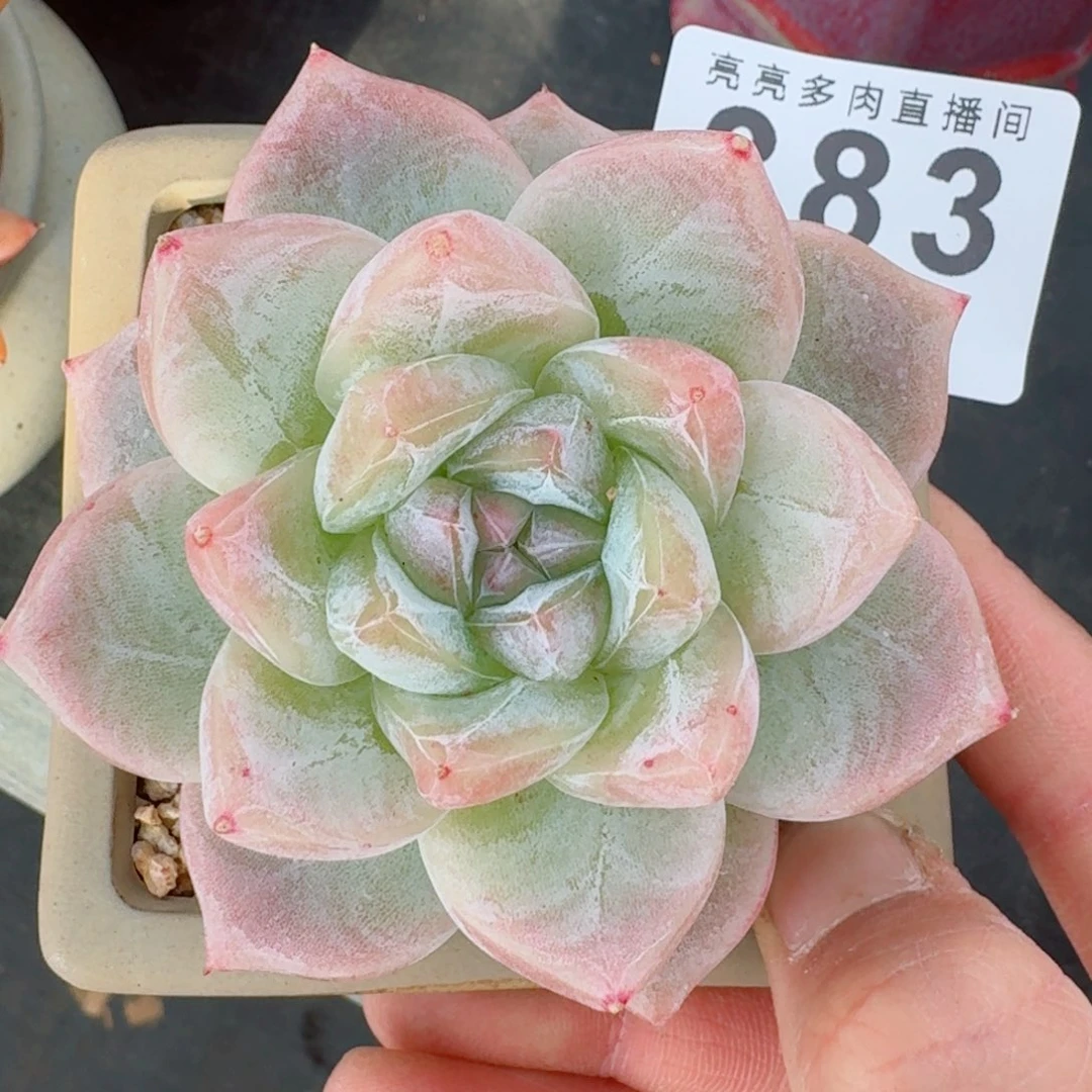 当***归白泽      愿你一路坦途，乘风破浪展宏图