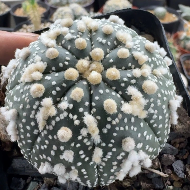 花园兜实生仙人球