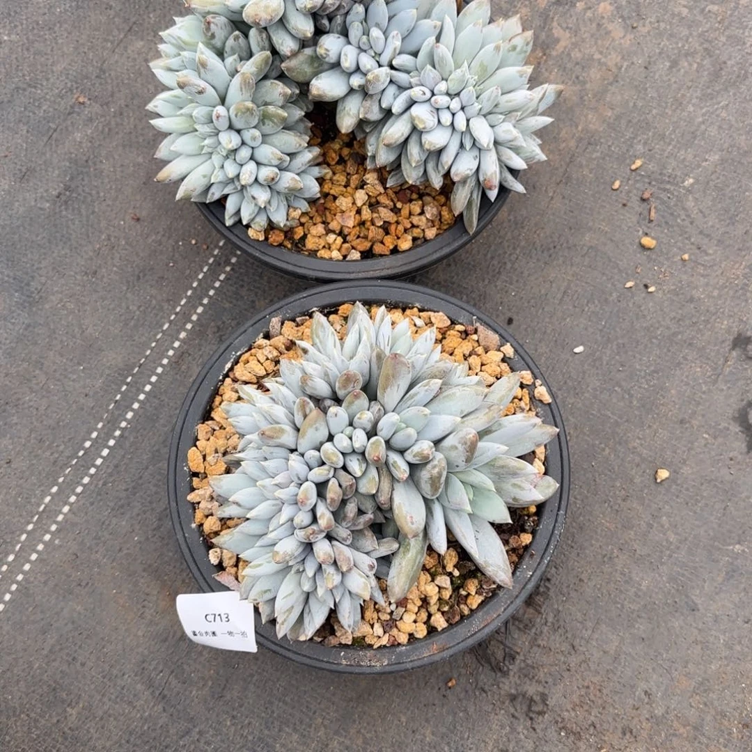 唯***eC713哥特缀2颗