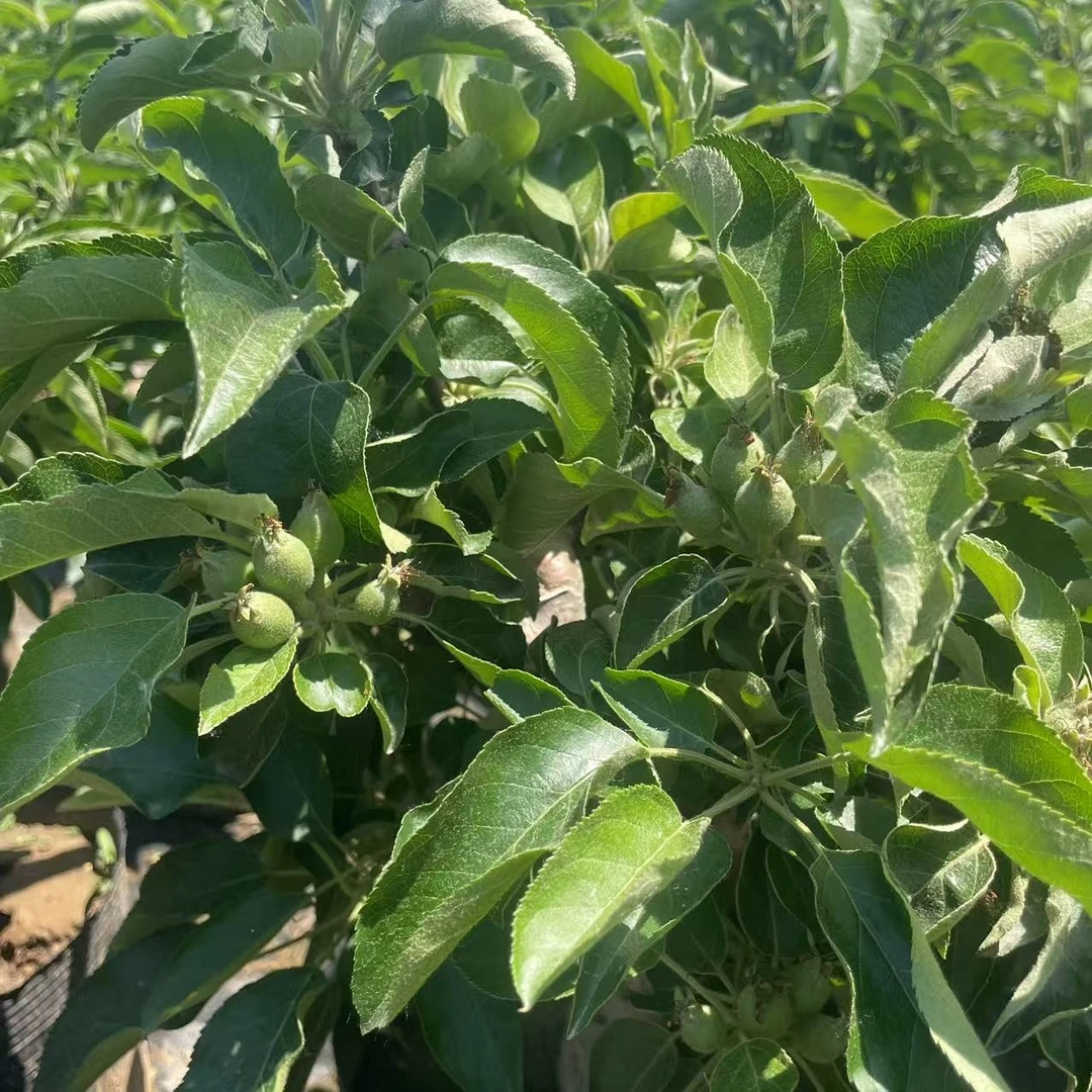 红将军黄元帅花卉植物盆栽